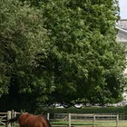Equestrian